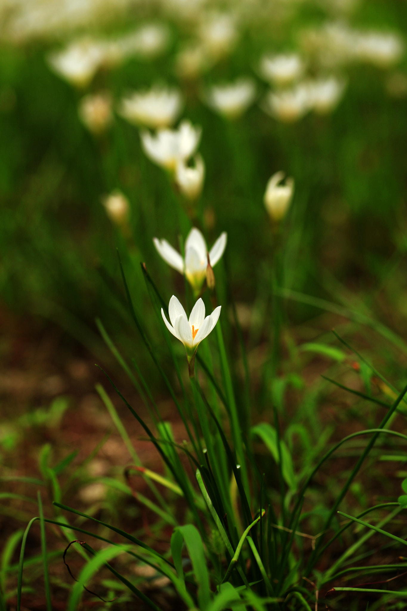 Canon EF 100mm F2.8L Macro IS USM sample photo. 副本 photography