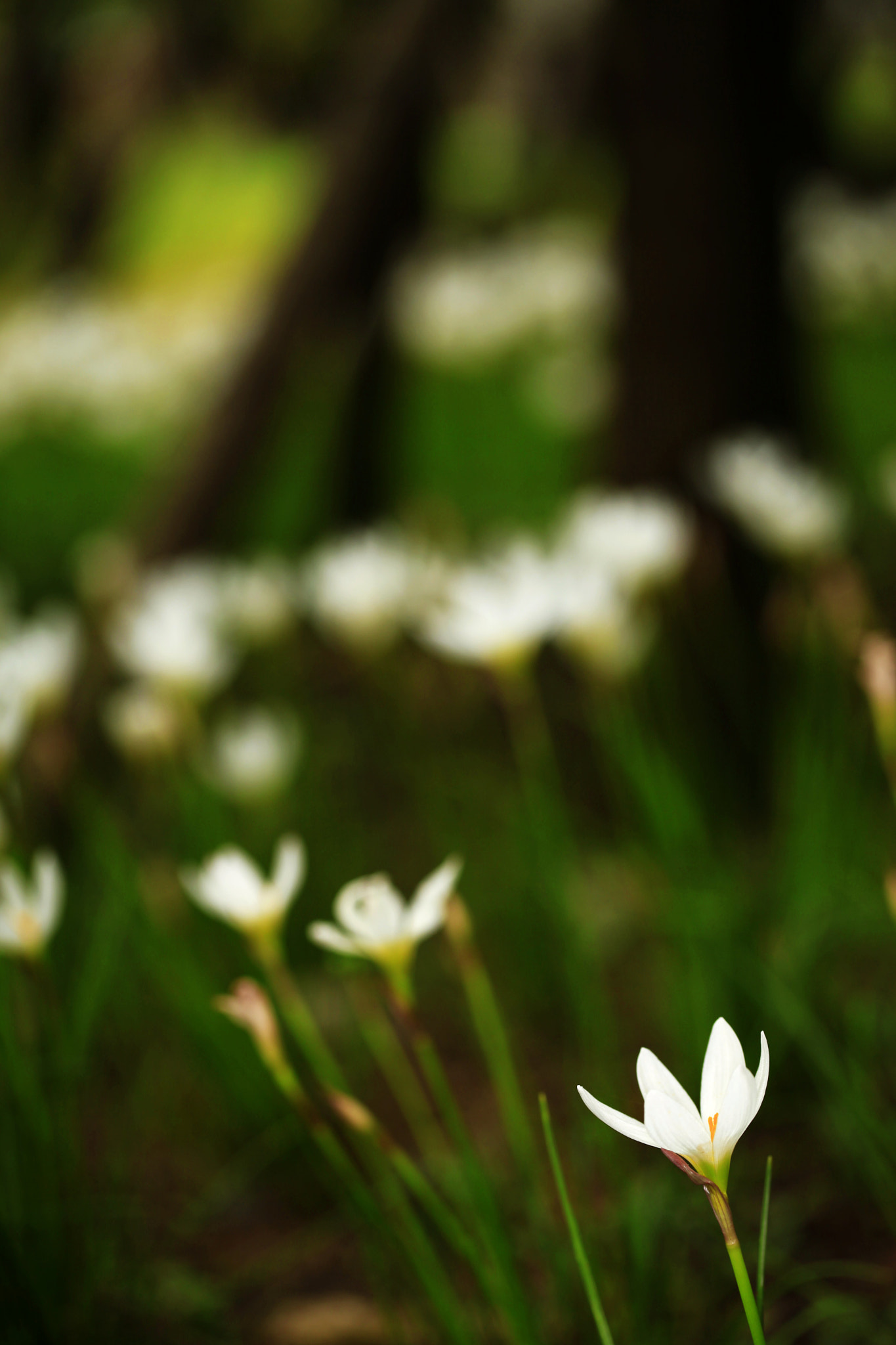 Canon EF 100mm F2.8L Macro IS USM sample photo. 副本 photography