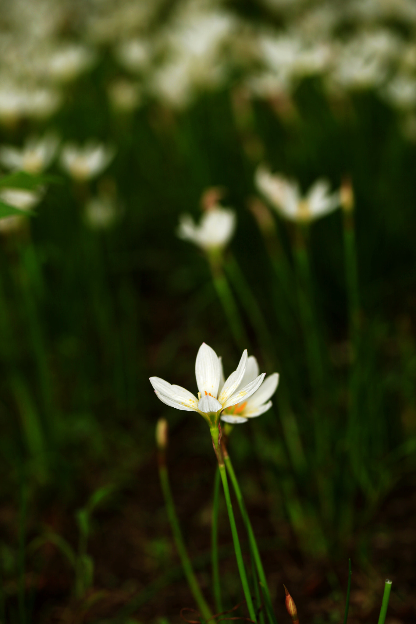 Canon EF 100mm F2.8L Macro IS USM sample photo. 副本 photography