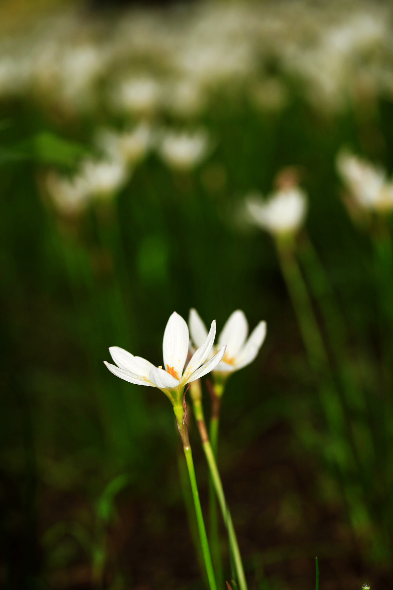 Canon EF 100mm F2.8L Macro IS USM sample photo. 副本 photography