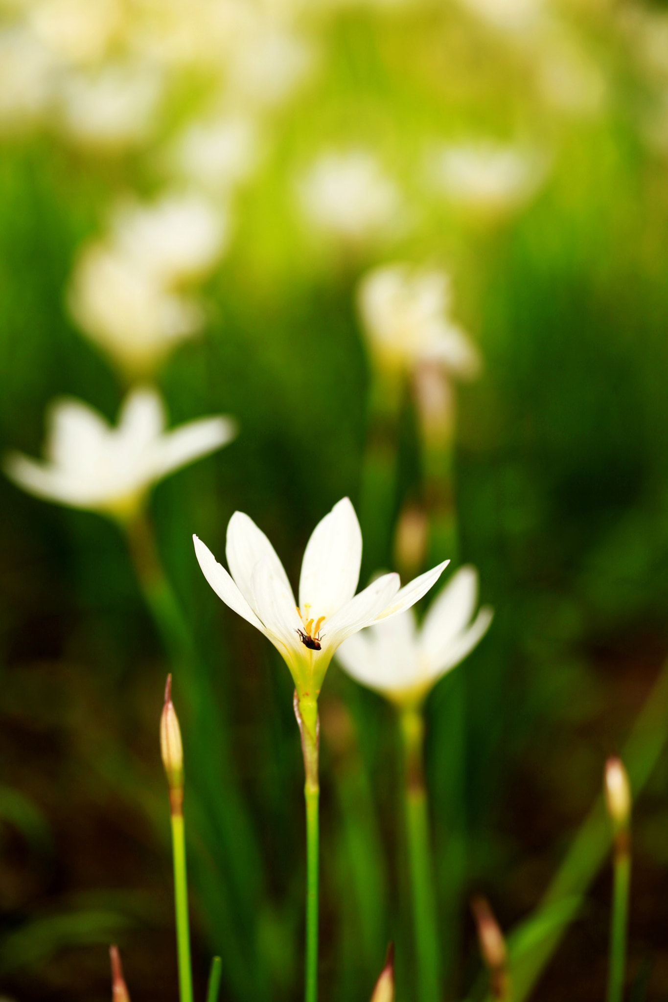 Canon EF 100mm F2.8L Macro IS USM sample photo. 副本 photography