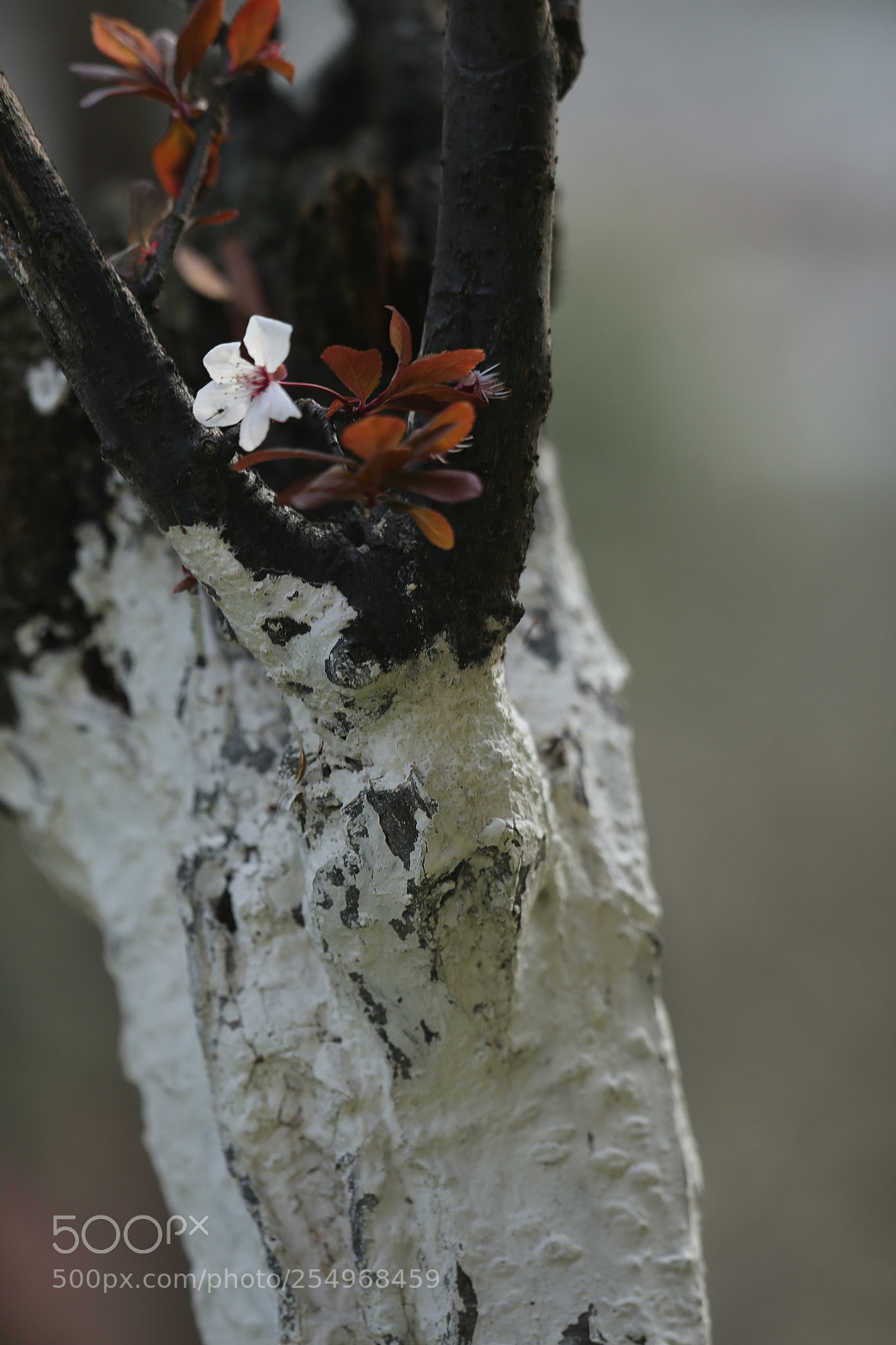 Canon EOS-1D X sample photo. 副本 photography