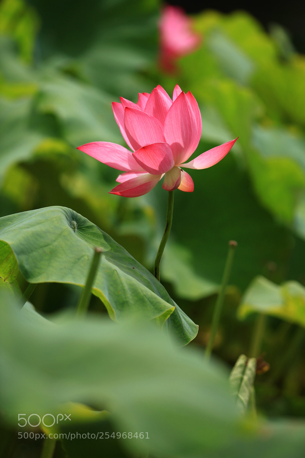 Canon EOS 5D Mark II sample photo. 副本 photography