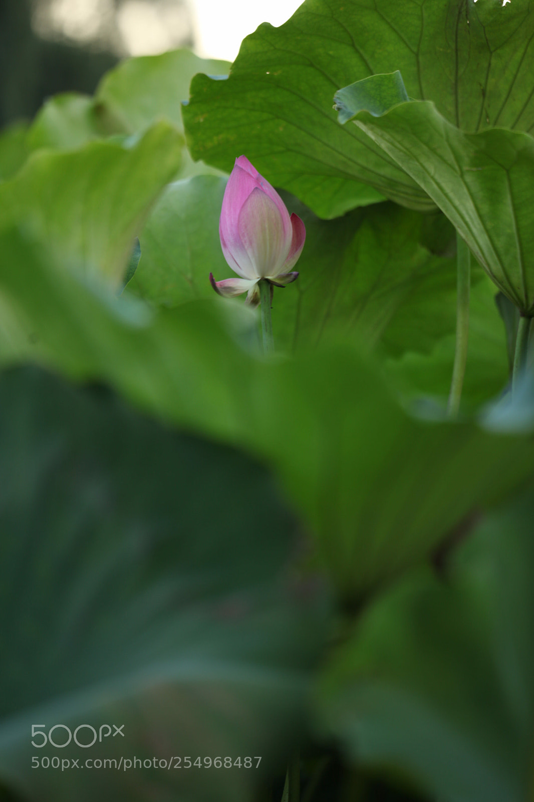 Canon EOS 5D Mark II sample photo. Untitled photography