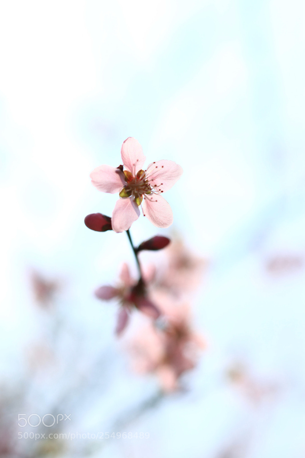 Canon EOS 5D Mark II sample photo. 副本 photography