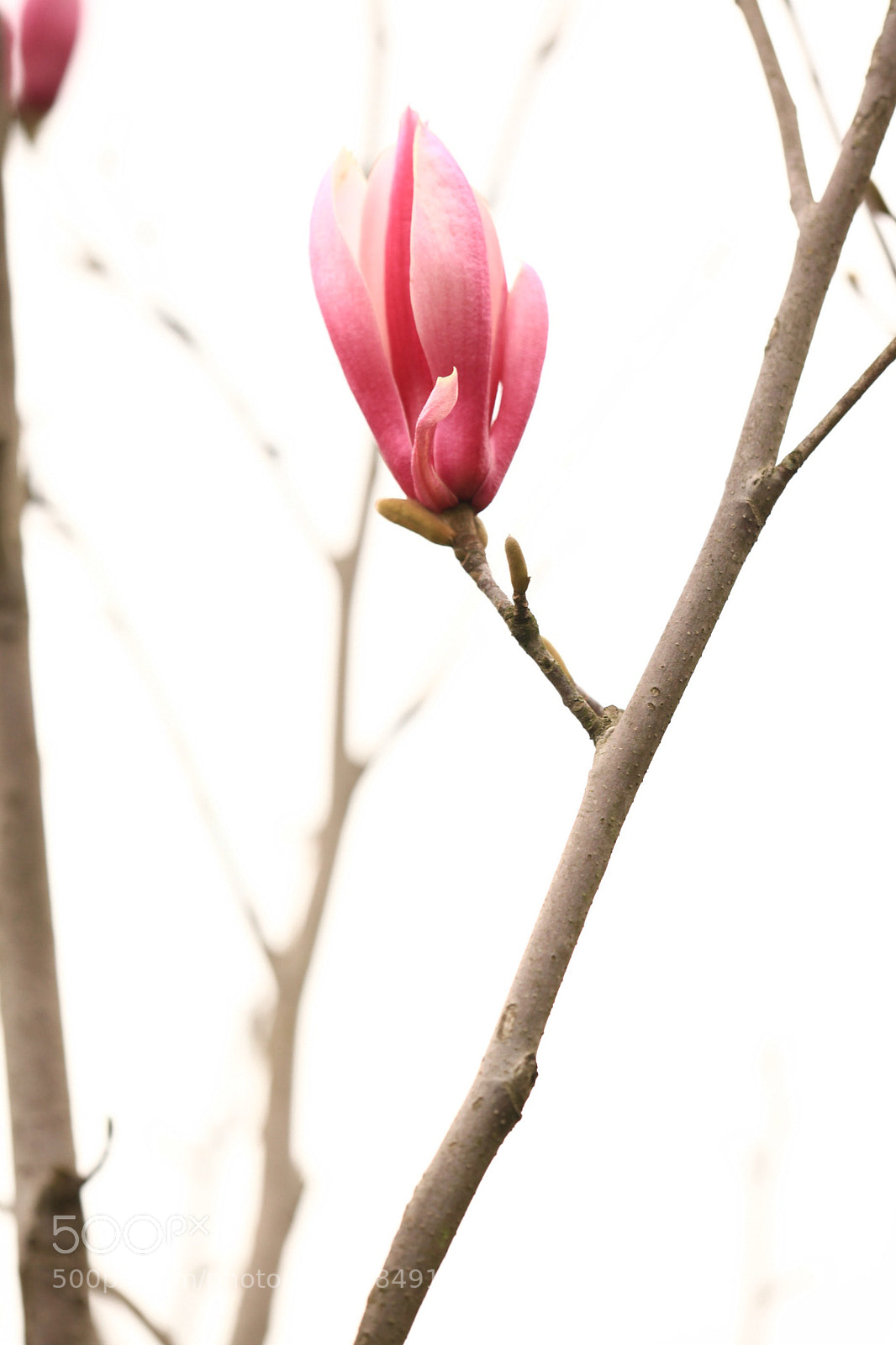 Canon EOS 5D Mark II sample photo. 副本 photography