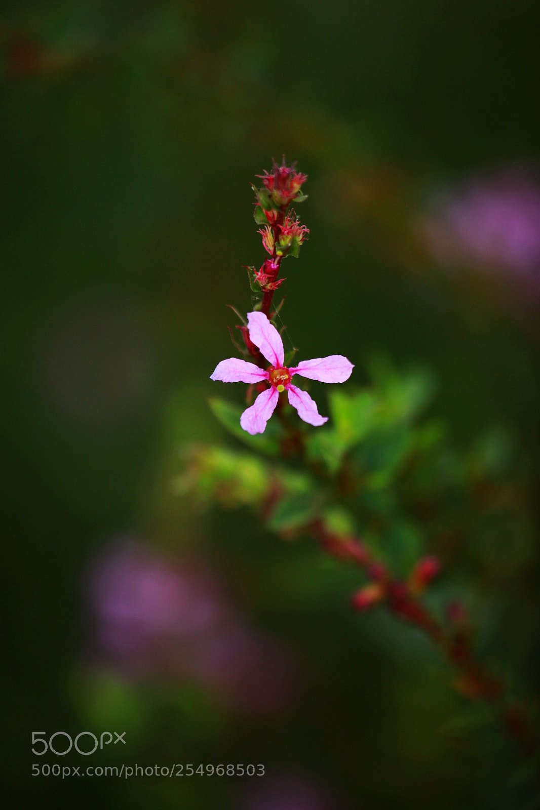 Canon EOS 5D Mark II sample photo. 副本 photography