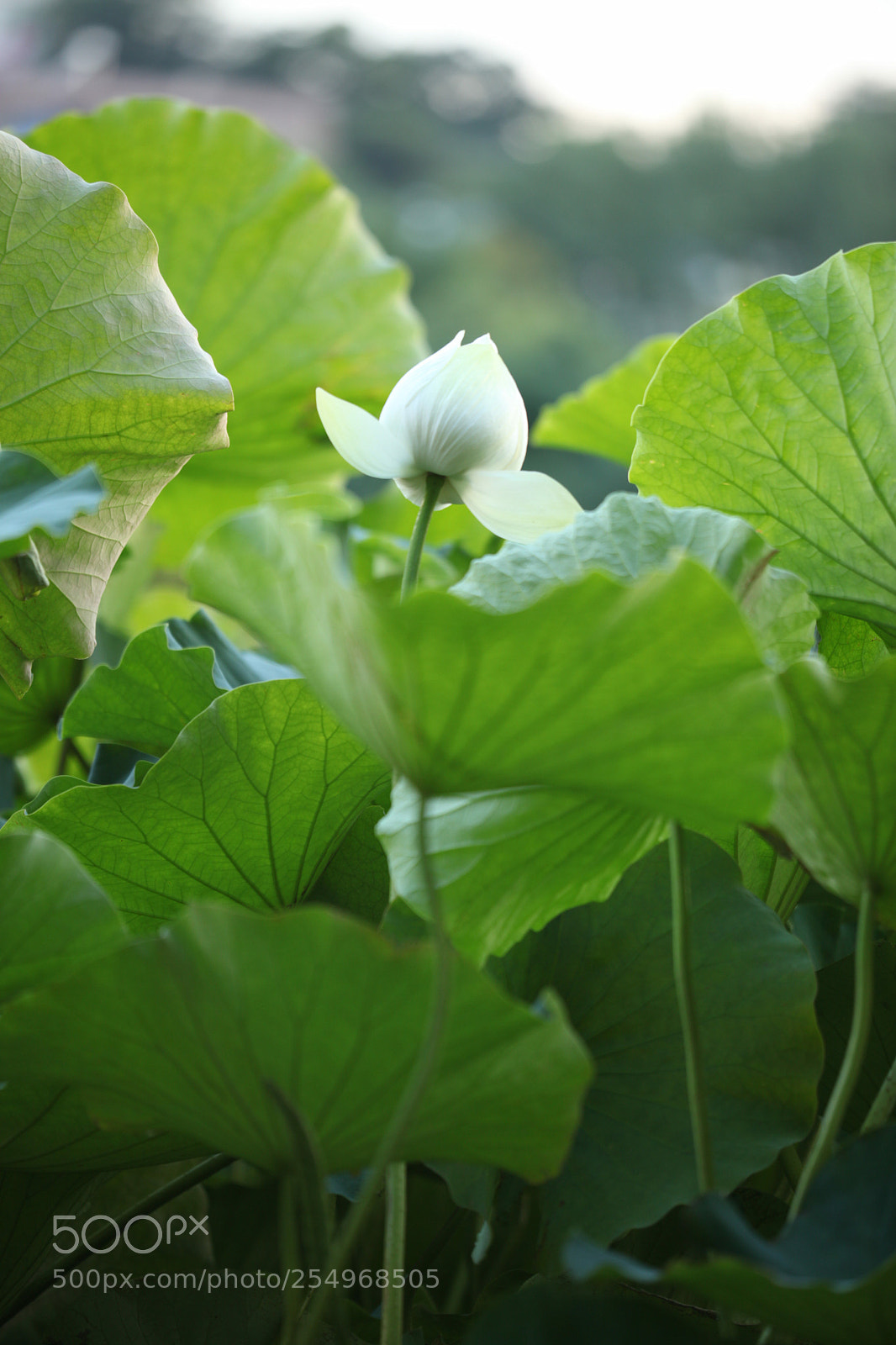 Canon EOS 5D Mark II sample photo. Untitled photography