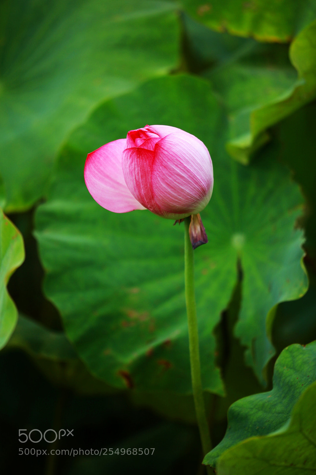 Canon EOS 5D Mark II sample photo. 副本 photography