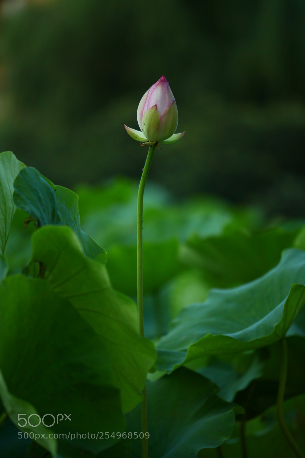 Canon EOS 5D Mark II sample photo. Untitled photography