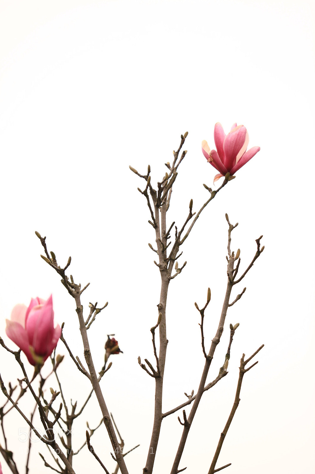 Canon EOS 5D Mark II sample photo. 副本 photography