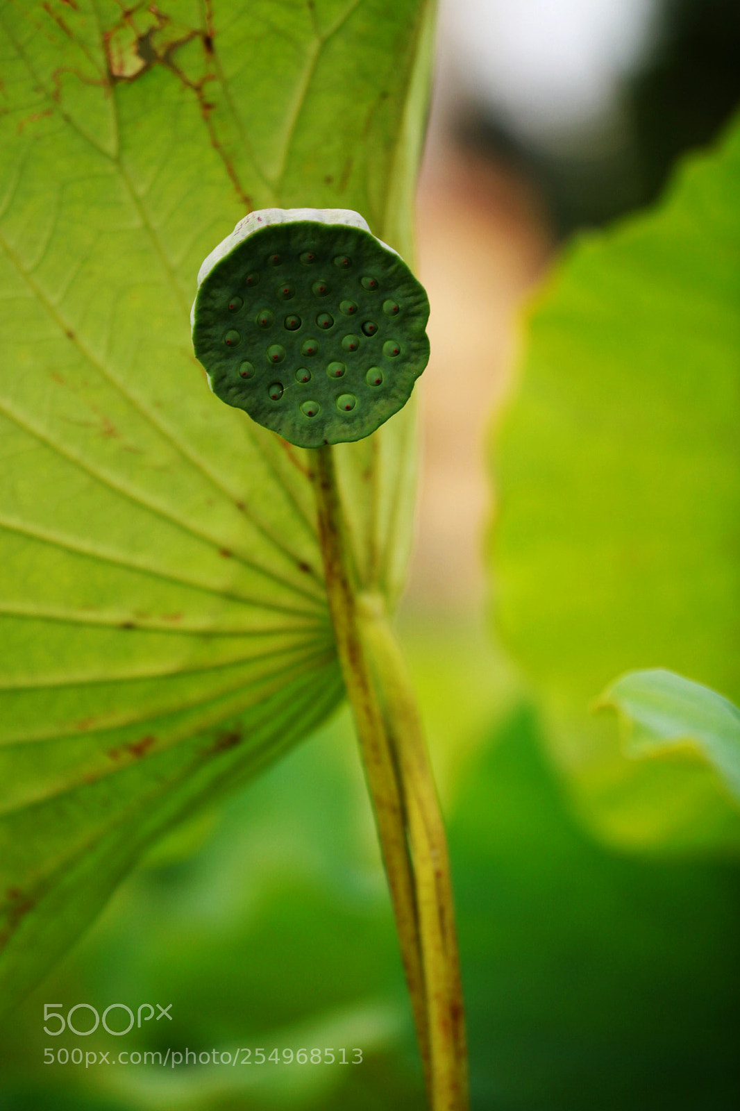 Canon EOS 5D Mark II sample photo. 副本 photography