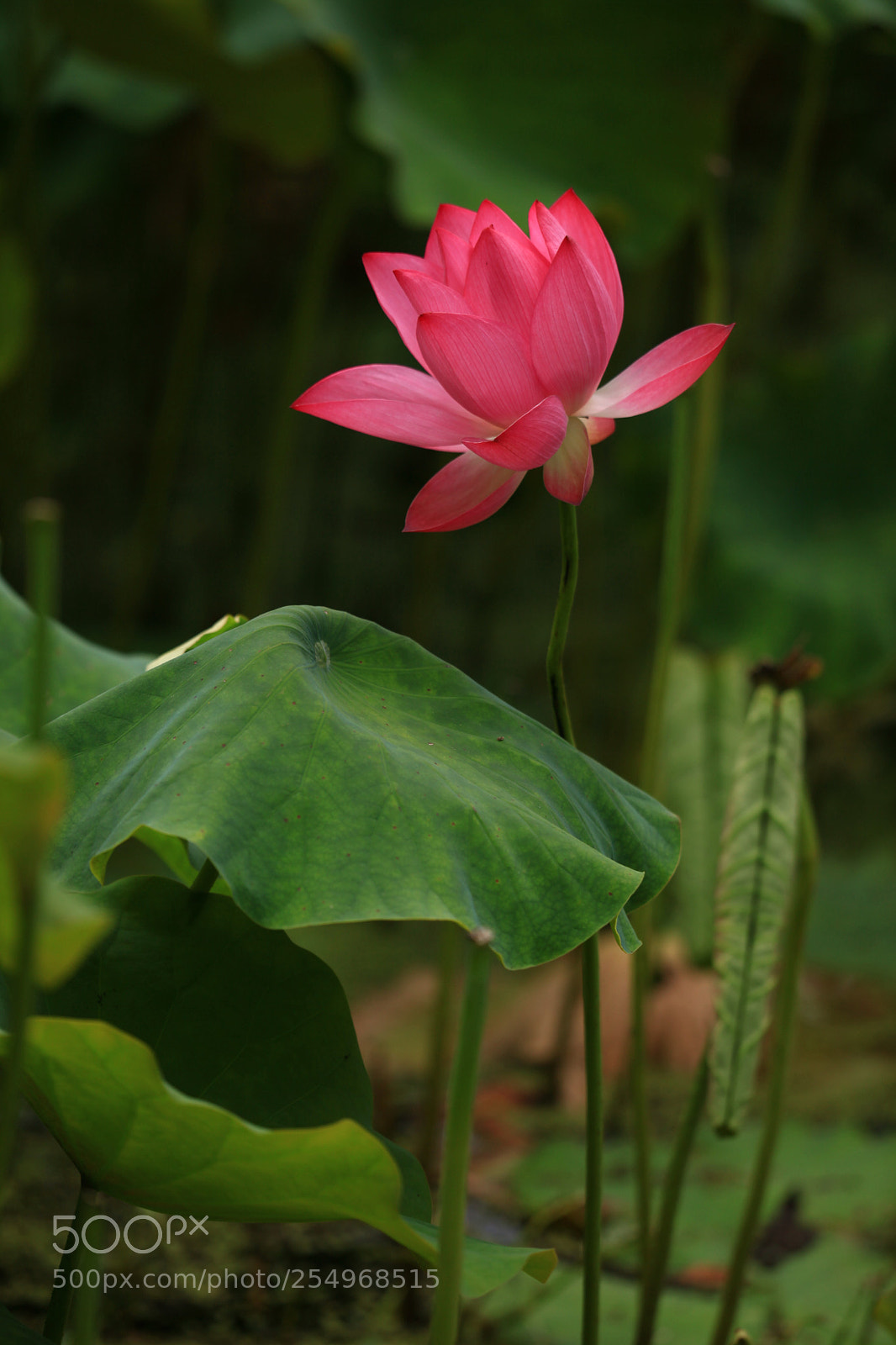 Canon EOS 5D Mark II sample photo. 副本 photography