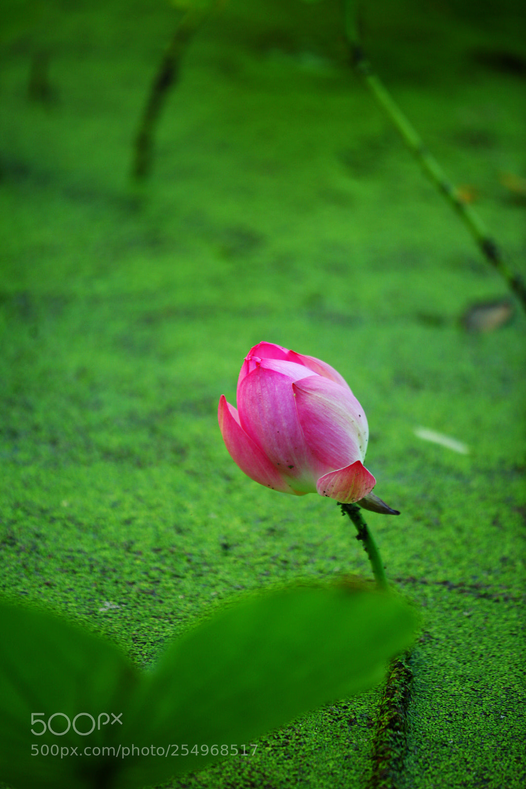 Canon EOS 5D Mark II sample photo. Untitled photography