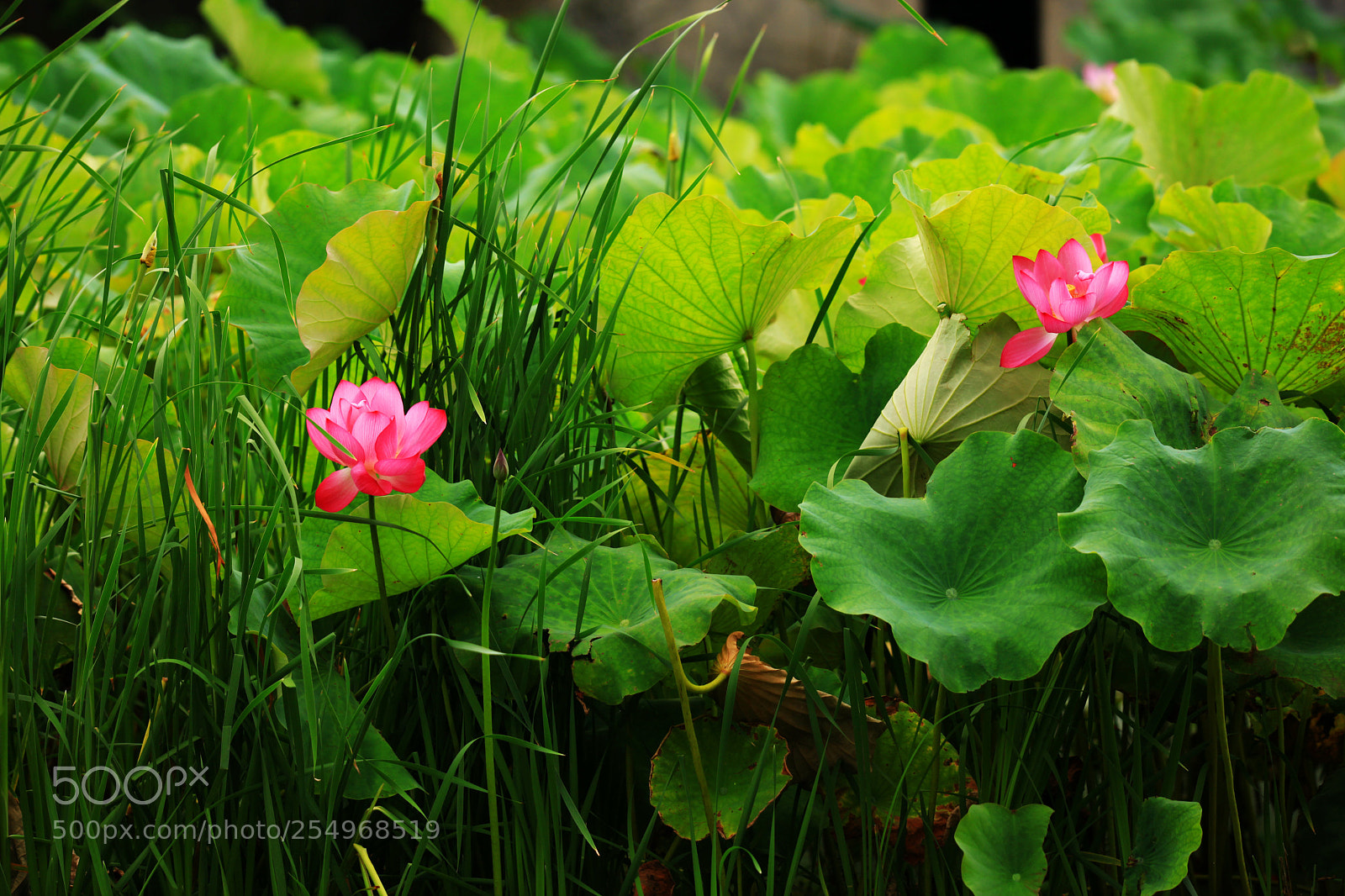 Canon EOS 5D Mark II sample photo. 副本 photography