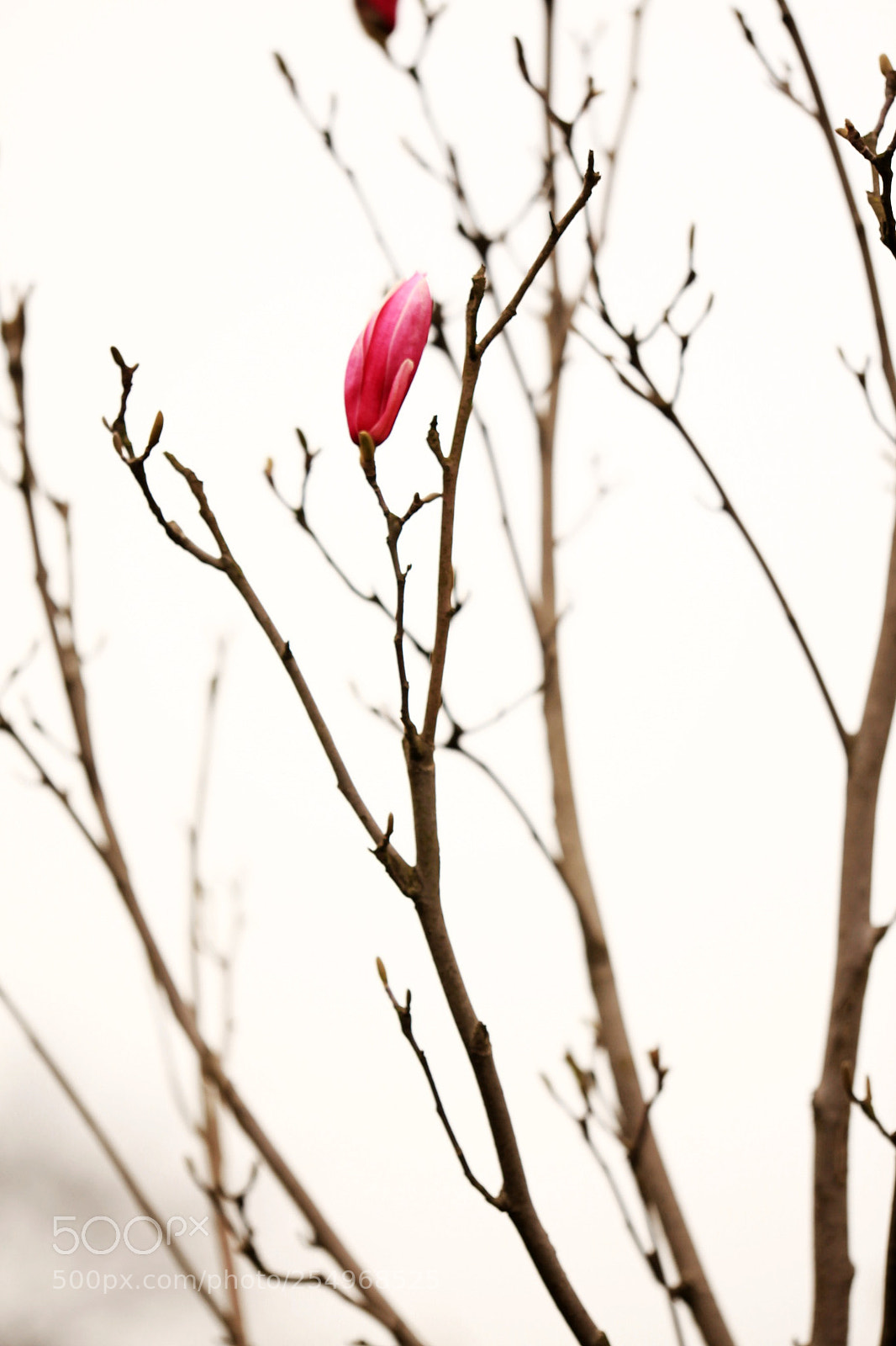 Canon EOS 5D Mark II sample photo. 副本 photography