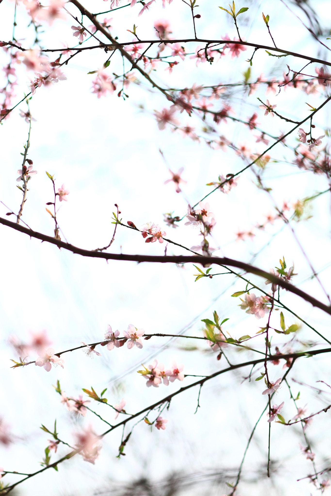 Canon TS-E 90mm F2.8 Tilt-Shift sample photo. 副本 photography