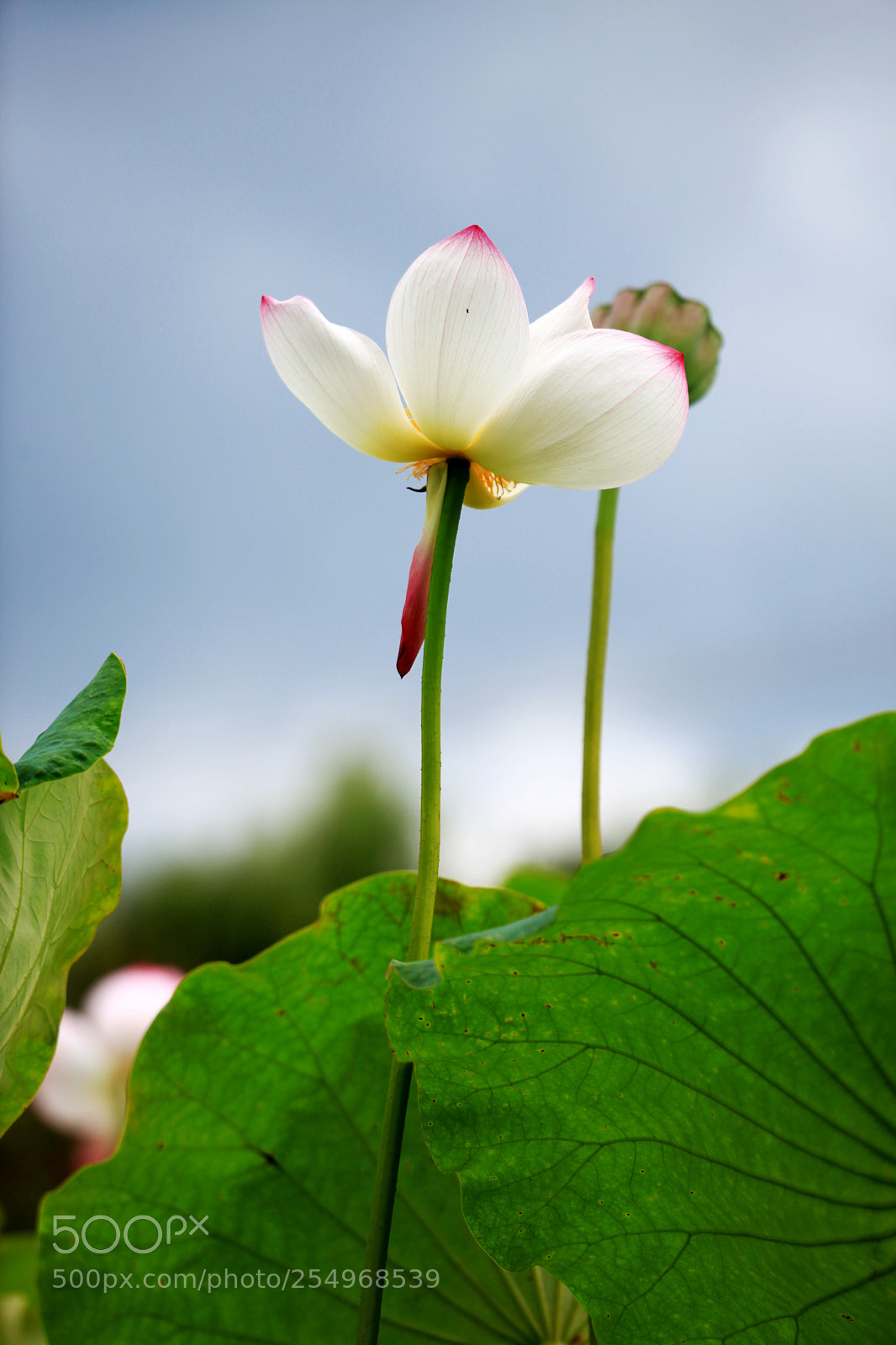 Canon EOS 5D Mark II sample photo. 副本 photography