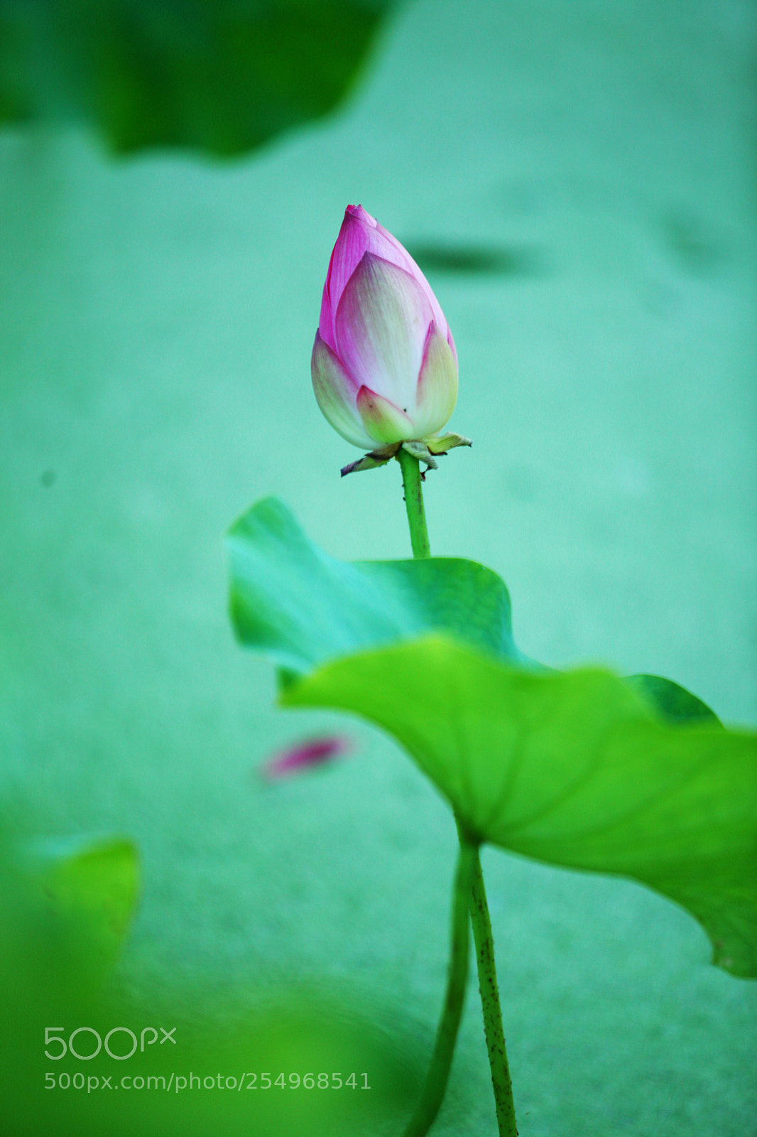 Canon EOS 5D Mark II sample photo. Untitled photography
