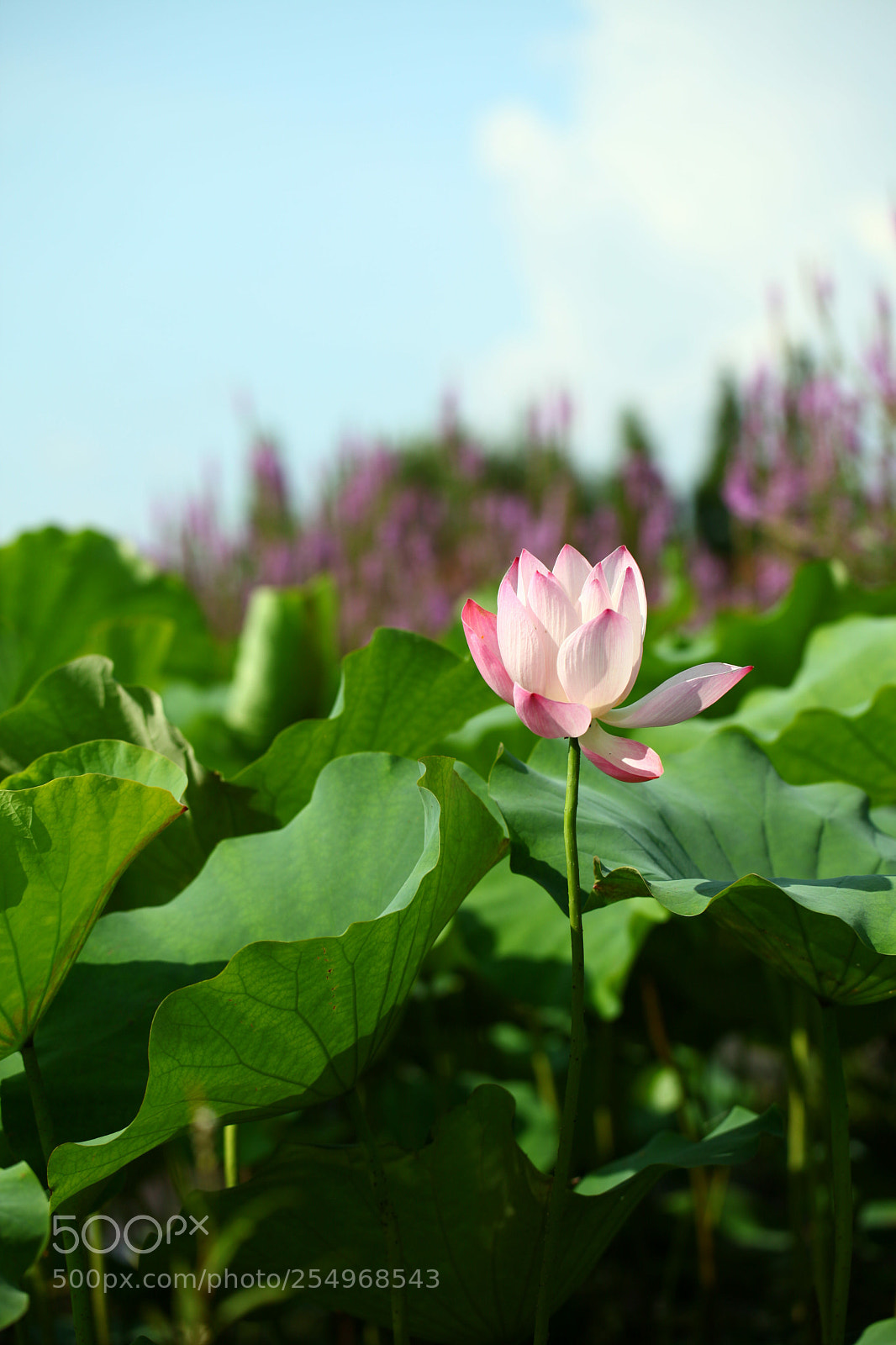 Canon EOS 5D Mark II sample photo. Untitled photography