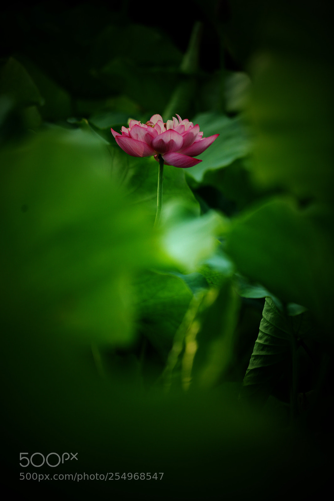 Canon EOS 5D Mark II sample photo. Untitled photography