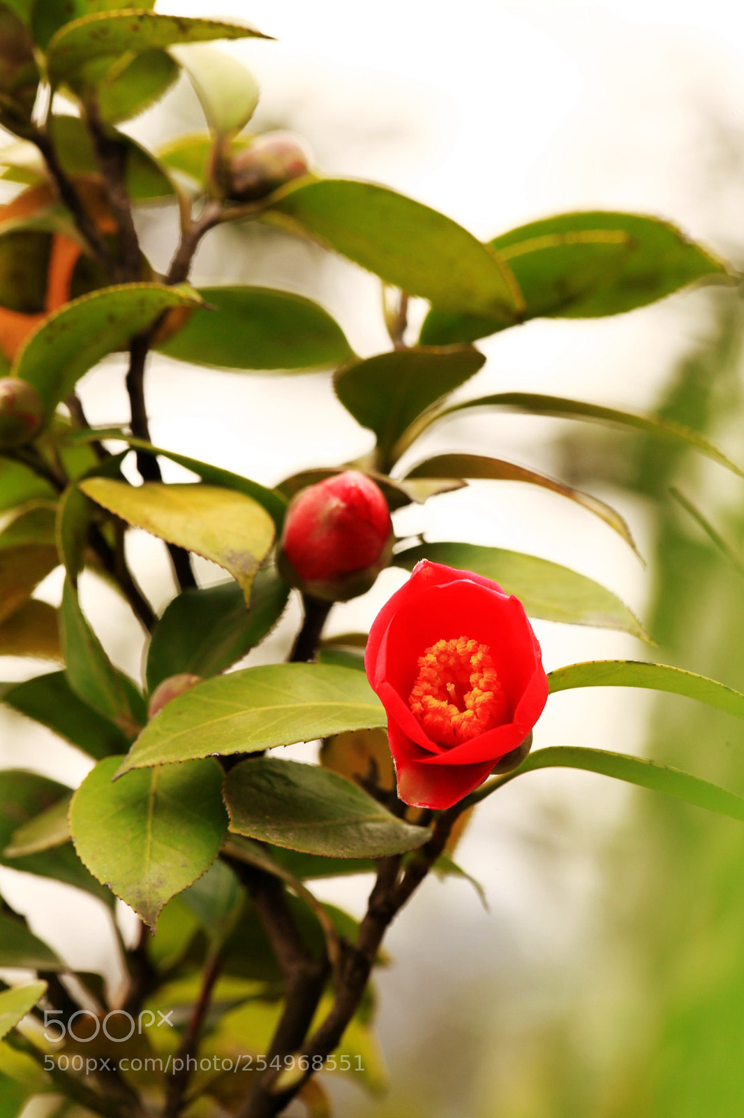 Canon EOS 5D Mark II sample photo. 副本 photography