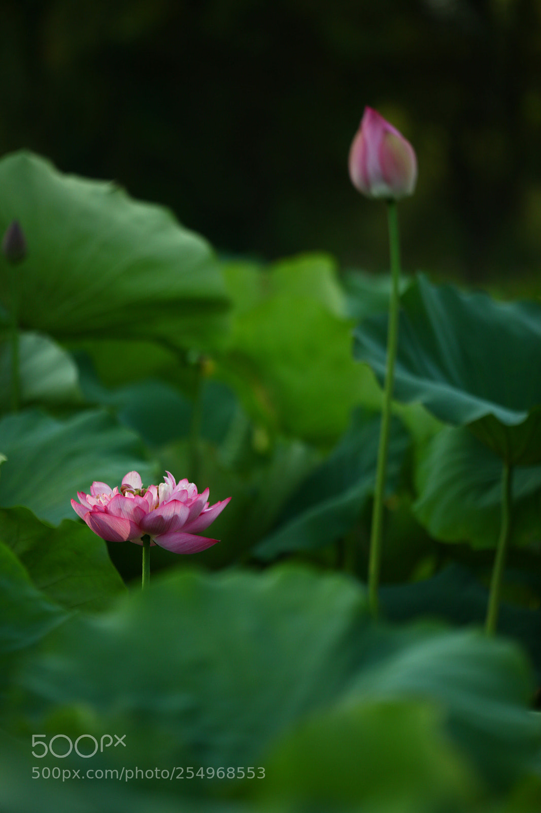 Canon EOS 5D Mark II sample photo. Untitled photography