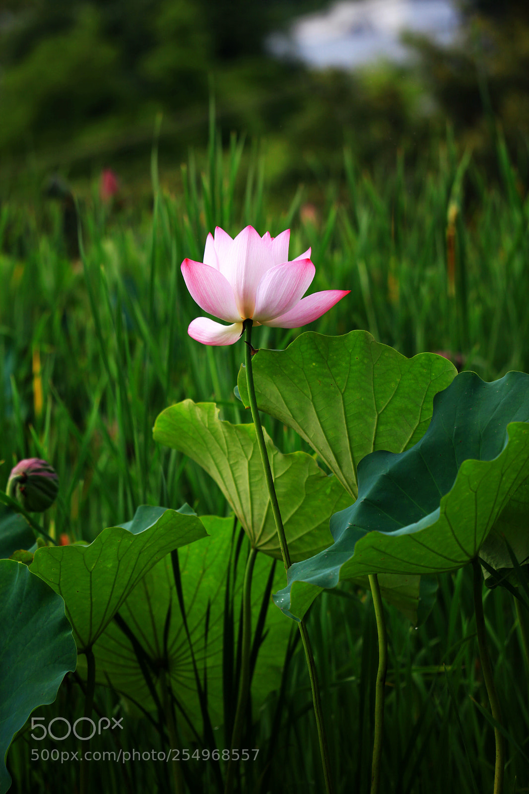 Canon EOS 5D Mark II sample photo. 副本 photography