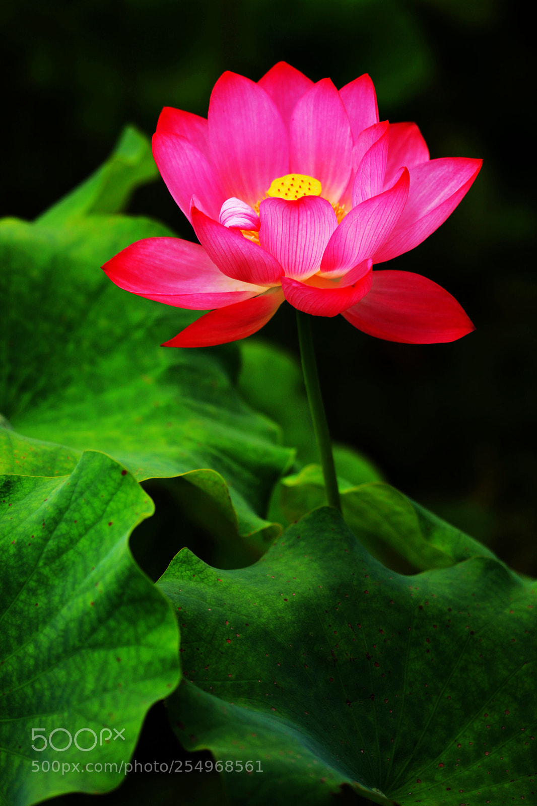 Canon EOS 5D Mark II sample photo. 副本 photography