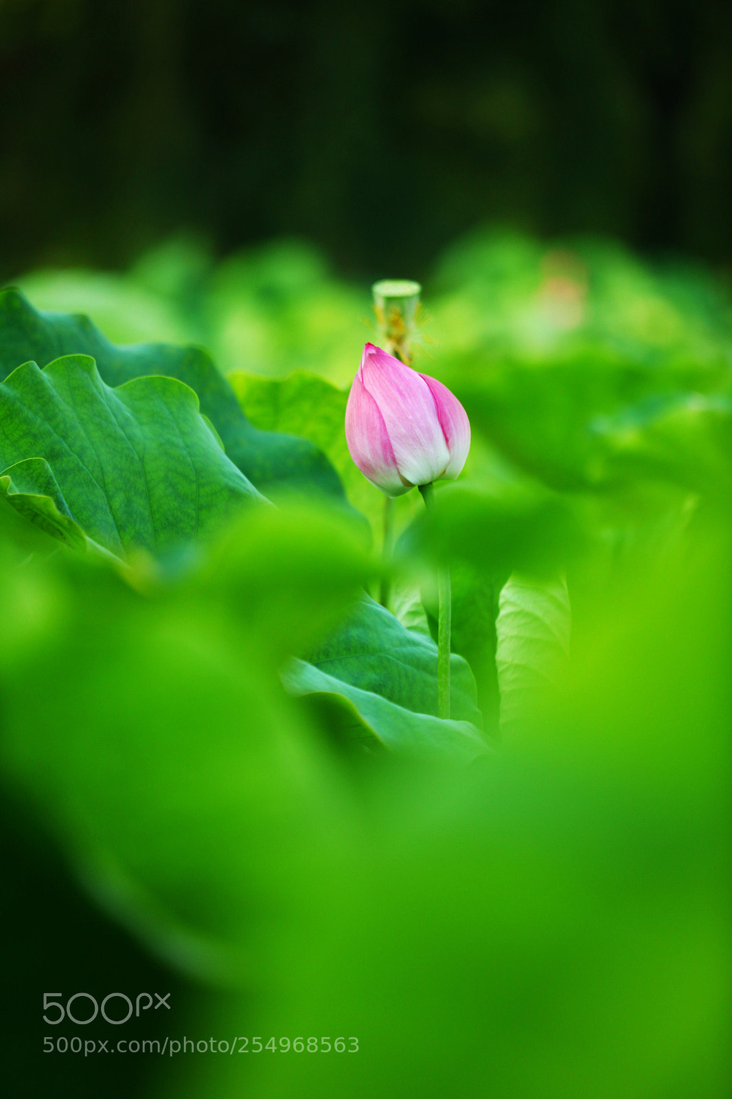 Canon EOS 5D Mark II sample photo. Untitled photography
