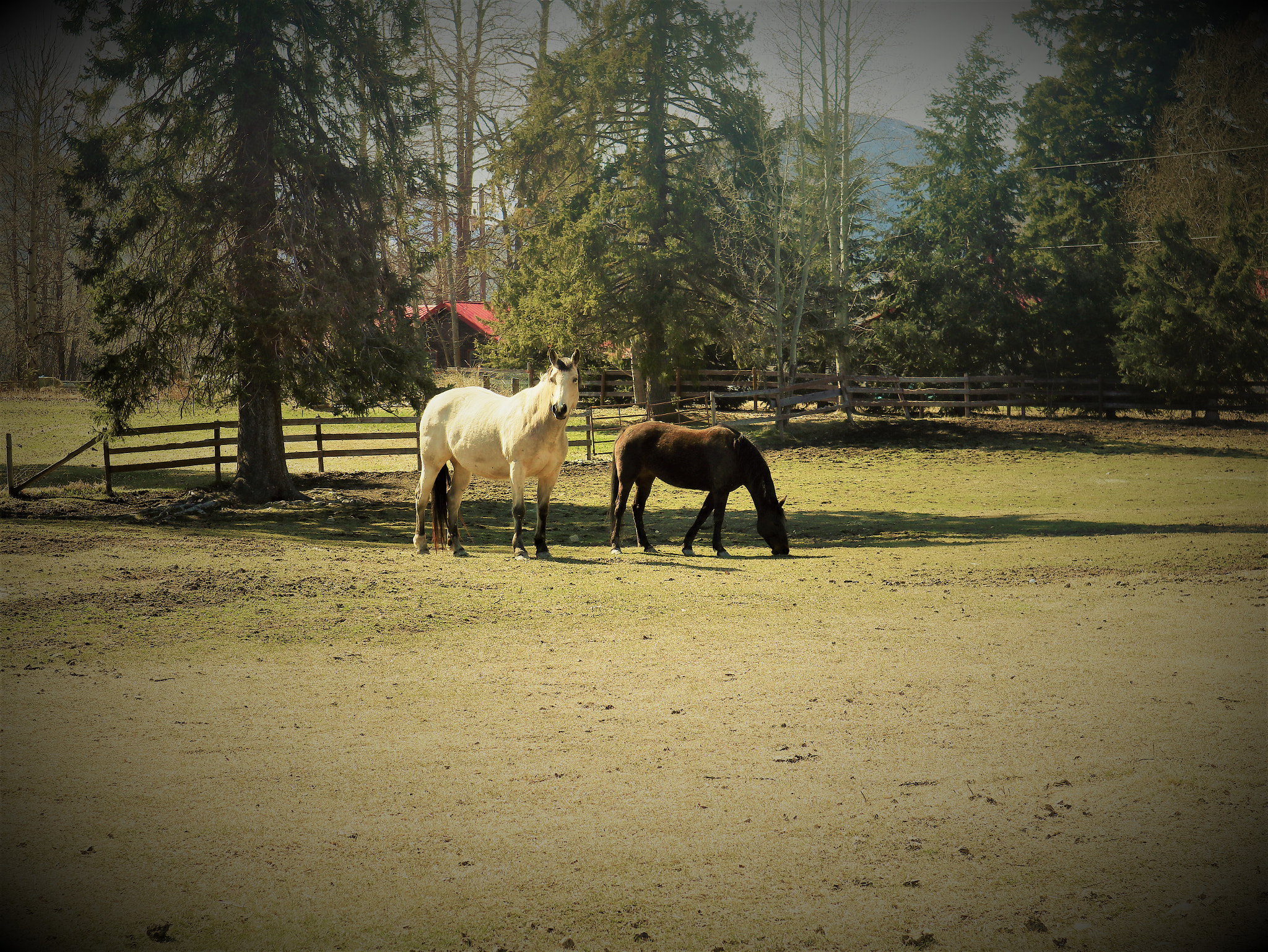 Canon EOS M100 sample photo. Horses photography