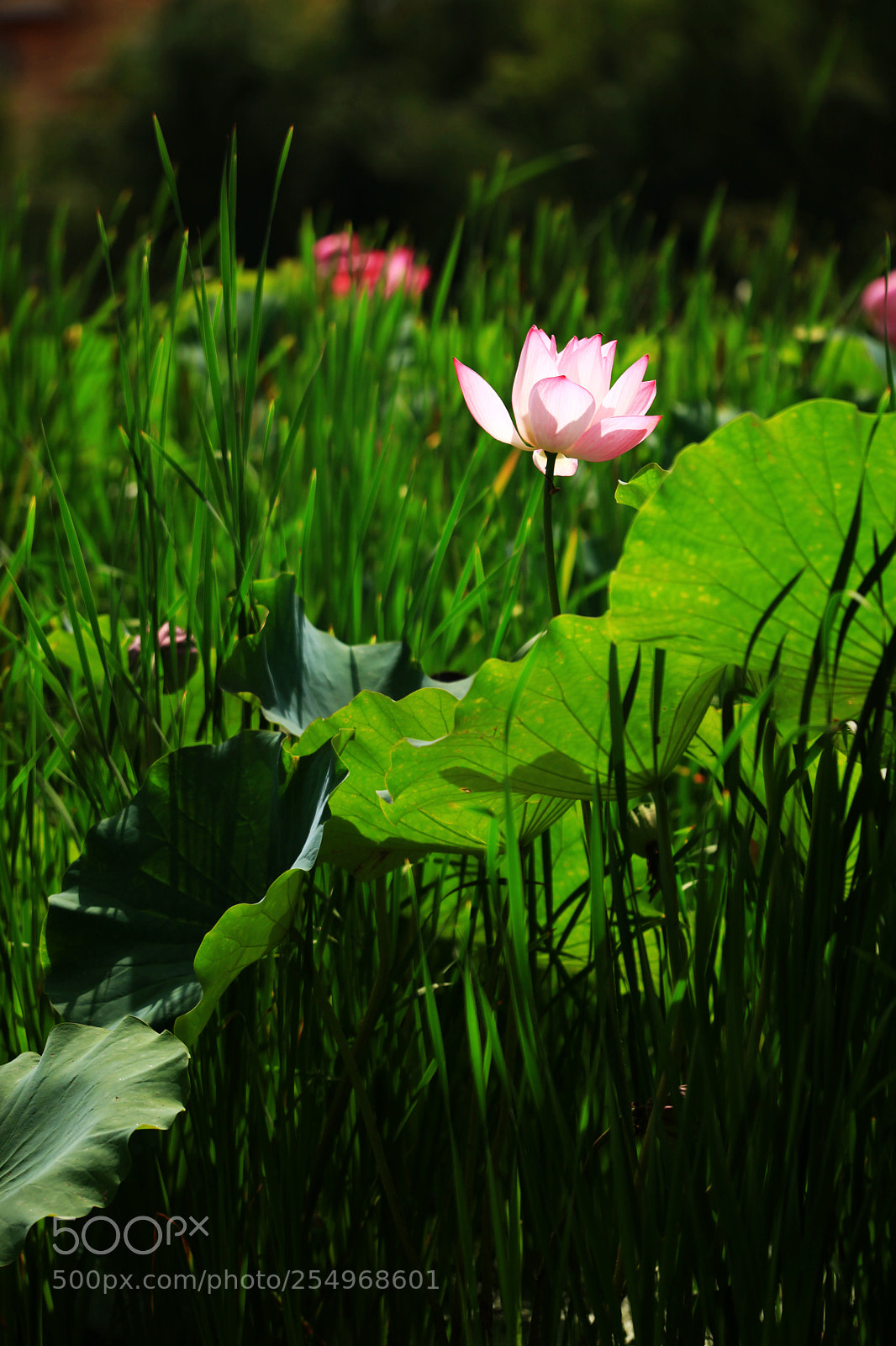 Canon EOS 5D Mark II sample photo. 副本 photography