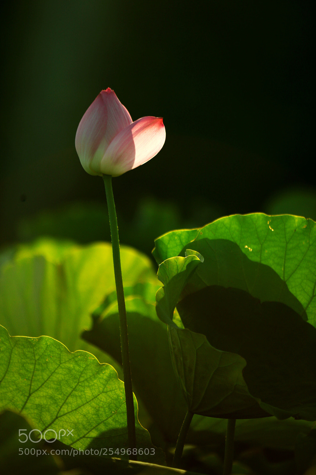 Canon EOS 5D Mark II sample photo. Untitled photography