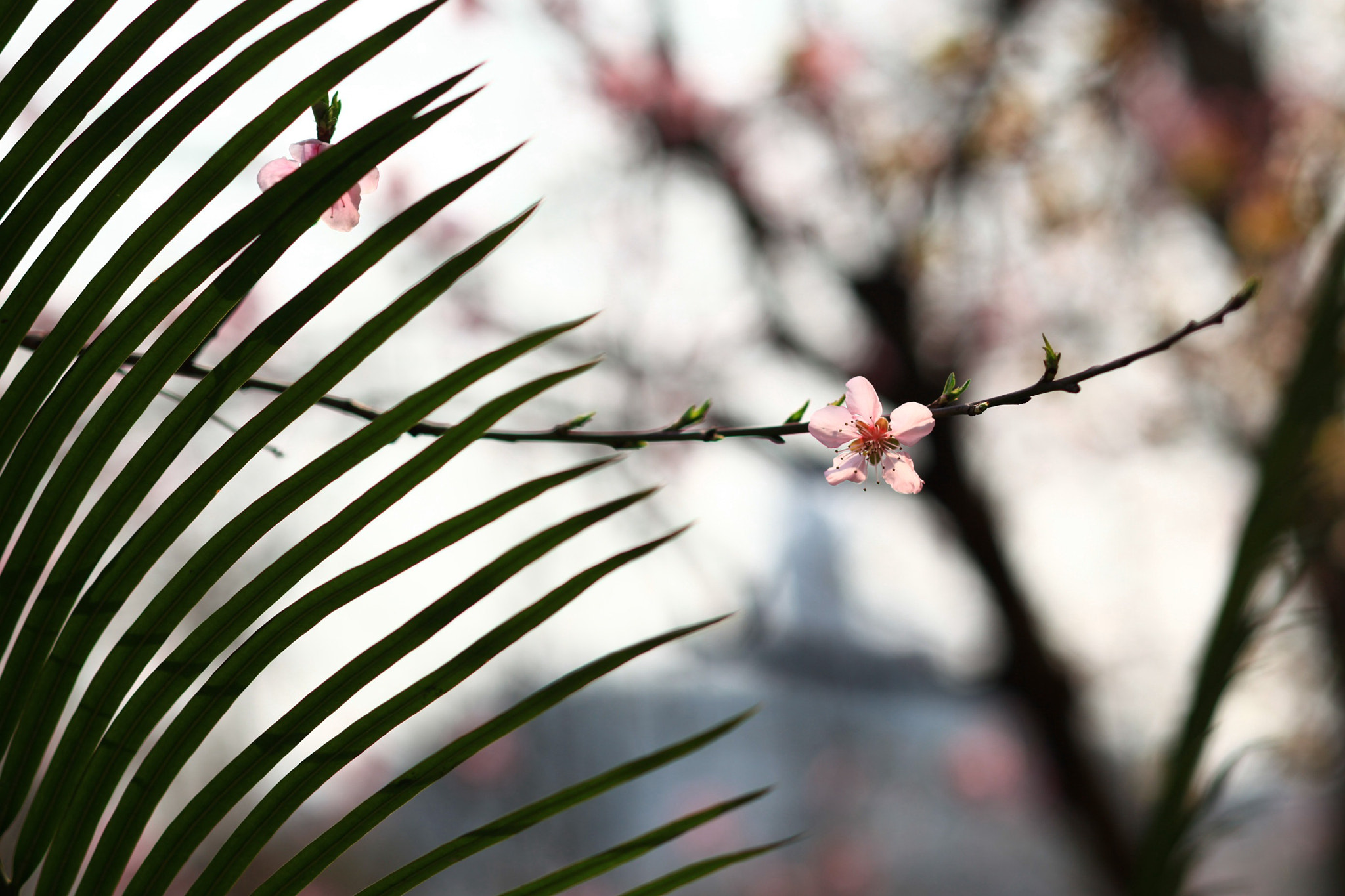 Canon EOS 5D Mark II + Canon TS-E 90mm F2.8 Tilt-Shift sample photo. 副本 photography