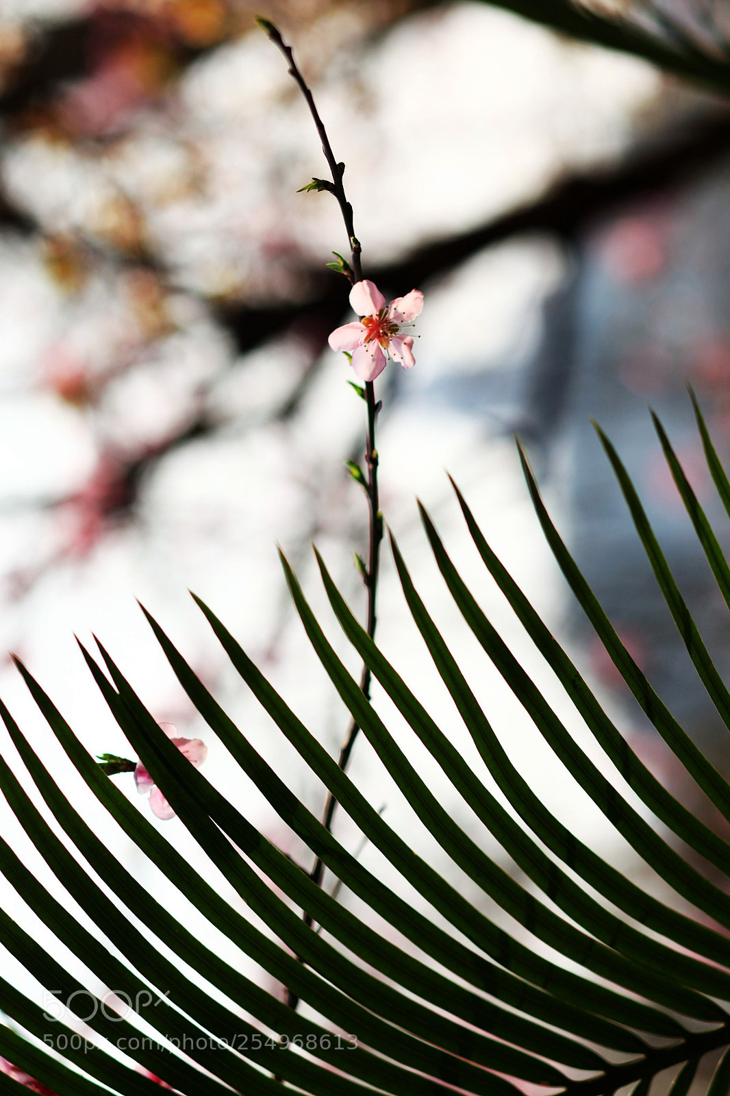 Canon EOS 5D Mark II sample photo. 副本 photography