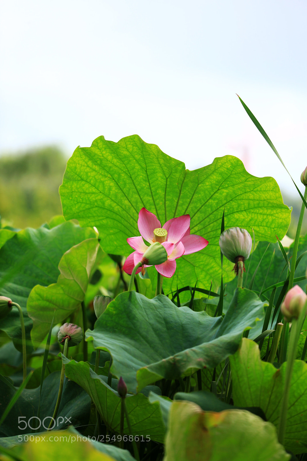 Canon EOS 5D Mark II sample photo. 副本 photography