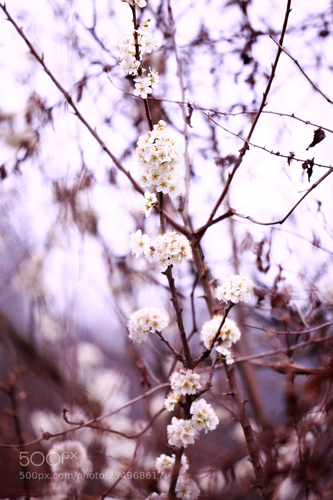 Canon EOS 5D Mark II sample photo. 副本 photography