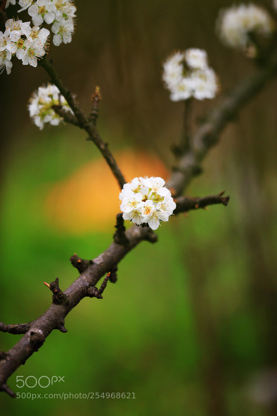 Canon EOS 5D Mark II sample photo. 副本 photography