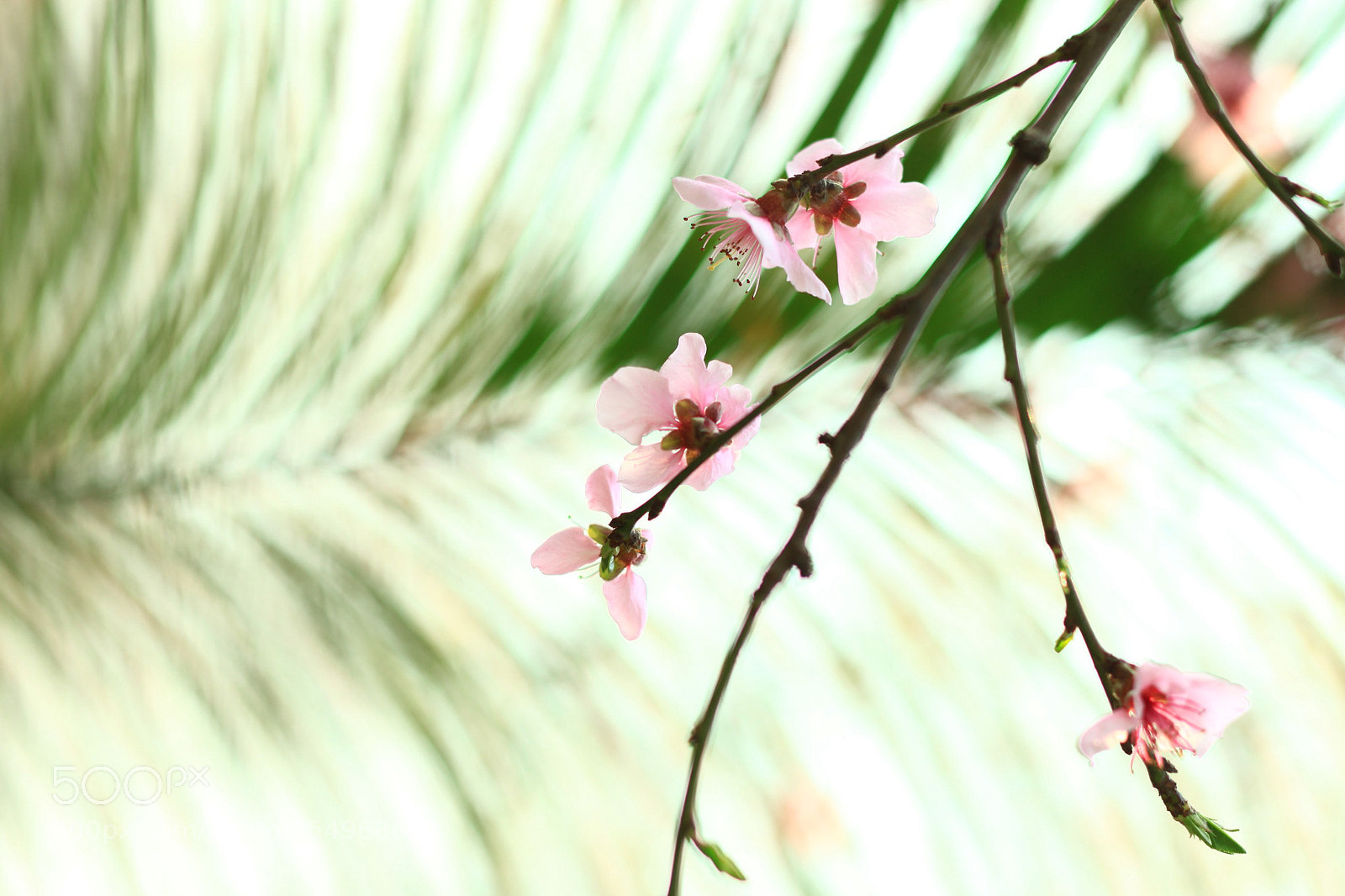 Canon EOS 5D Mark II sample photo. 副本 photography