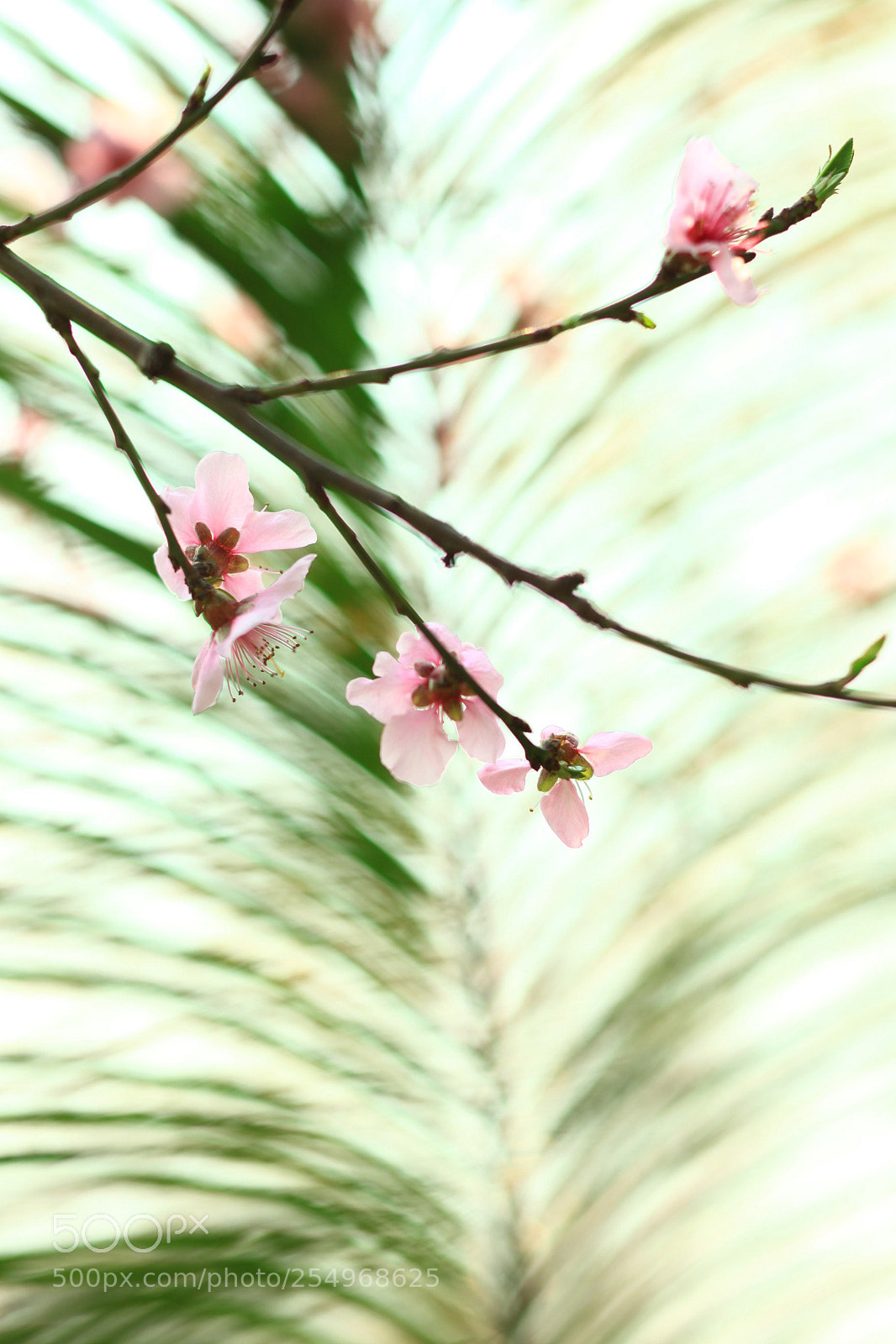 Canon EOS 5D Mark II sample photo. 副本 photography
