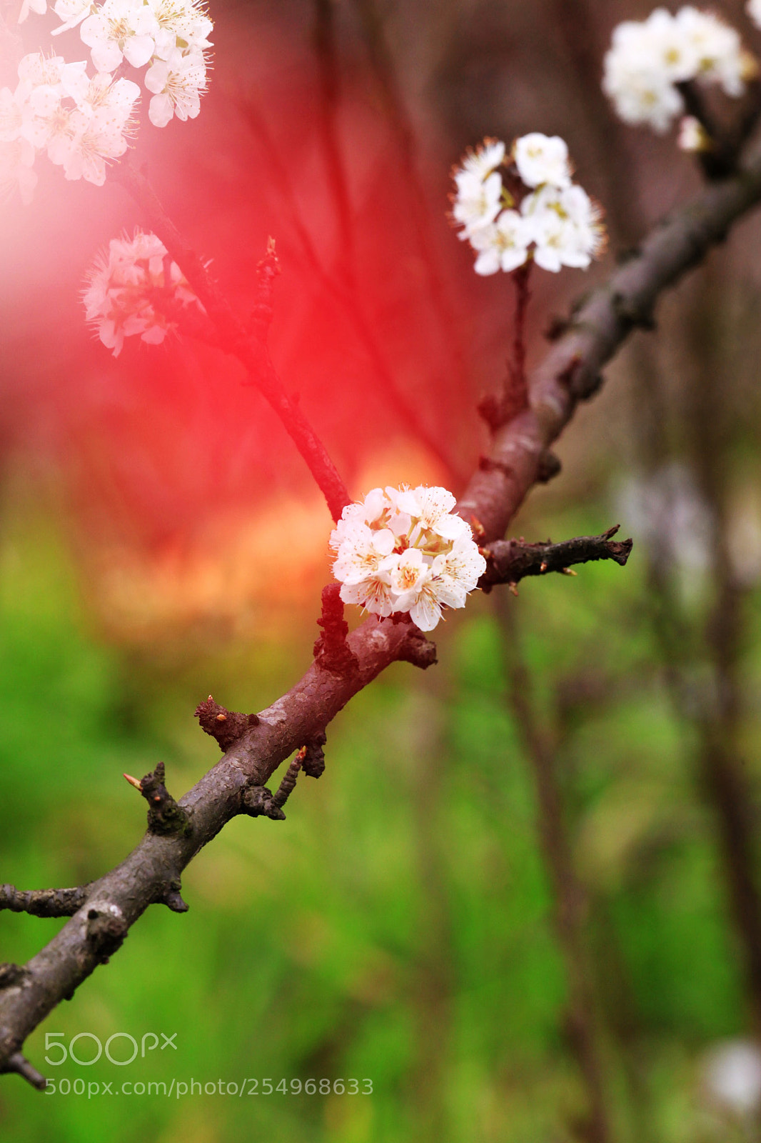 Canon EOS 5D Mark II sample photo. 副本 photography