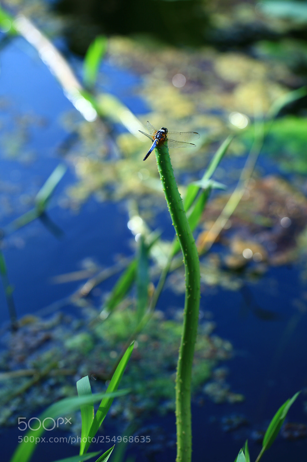 Canon EOS 5D Mark II sample photo. Untitled photography