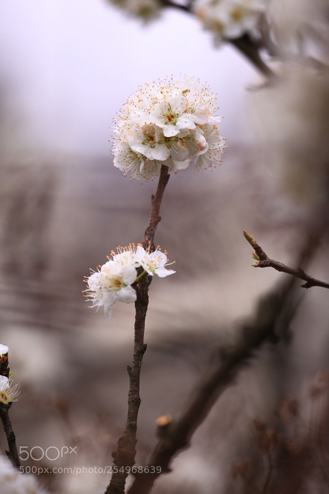 Canon EOS 5D Mark II sample photo. 副本 photography