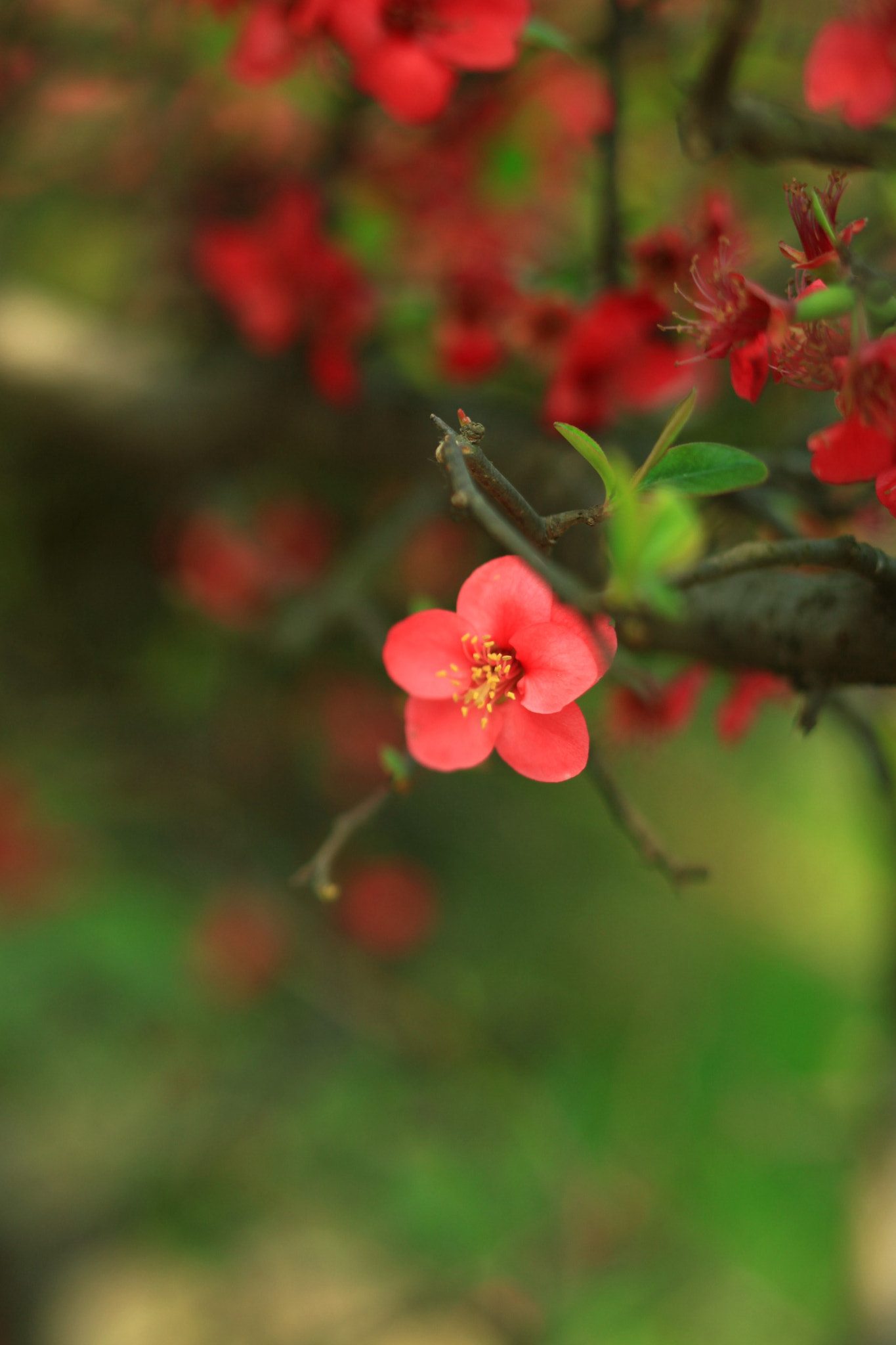 Canon EOS 5D Mark II + Canon TS-E 90mm F2.8 Tilt-Shift sample photo. 副本 photography