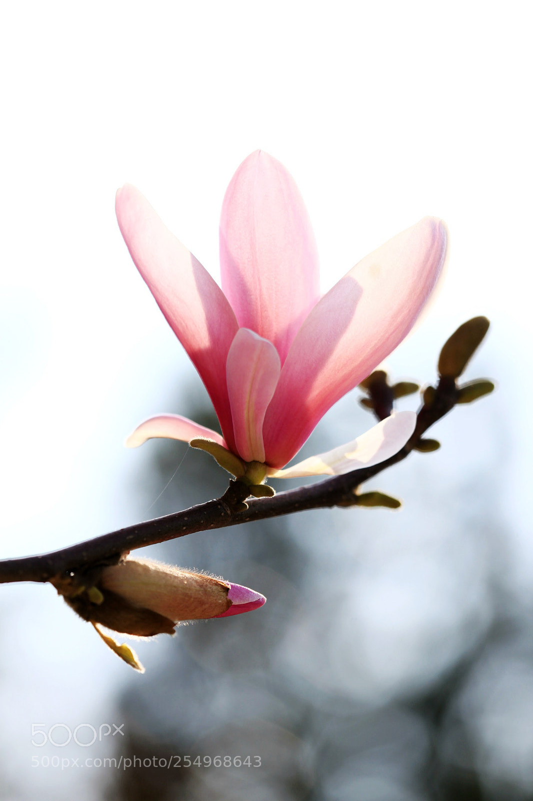 Canon EOS 5D Mark II sample photo. 副本 photography