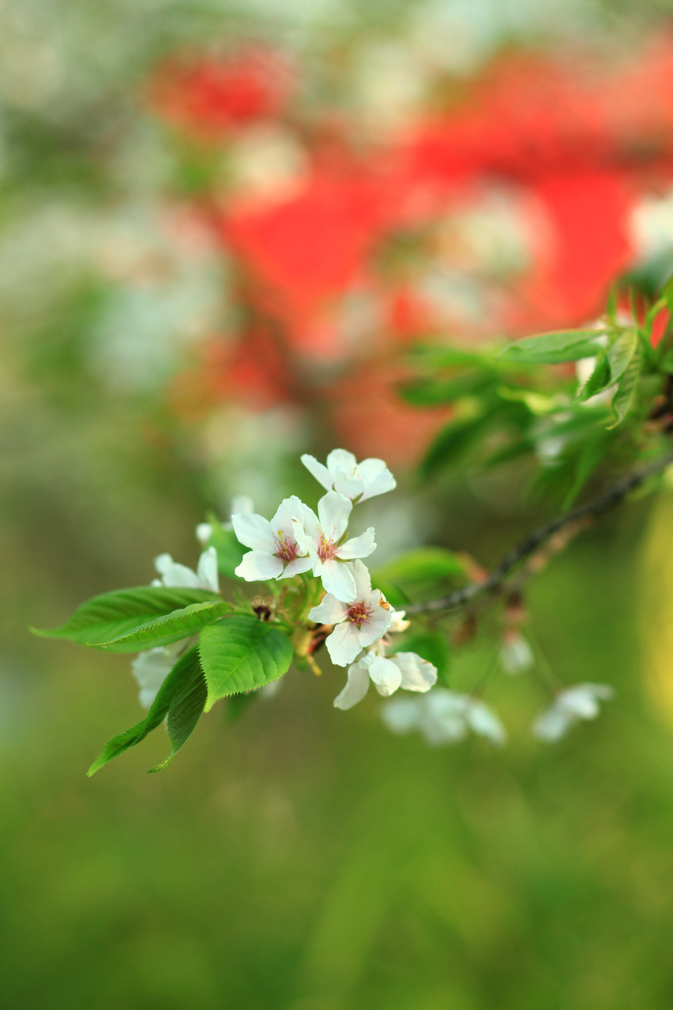 Canon EOS 5D Mark II + Canon TS-E 90mm F2.8 Tilt-Shift sample photo. 副本 photography