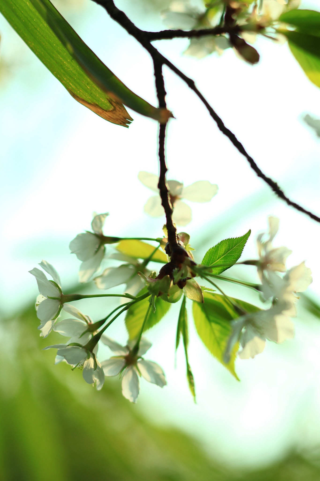 Canon TS-E 90mm F2.8 Tilt-Shift sample photo. 副本 photography