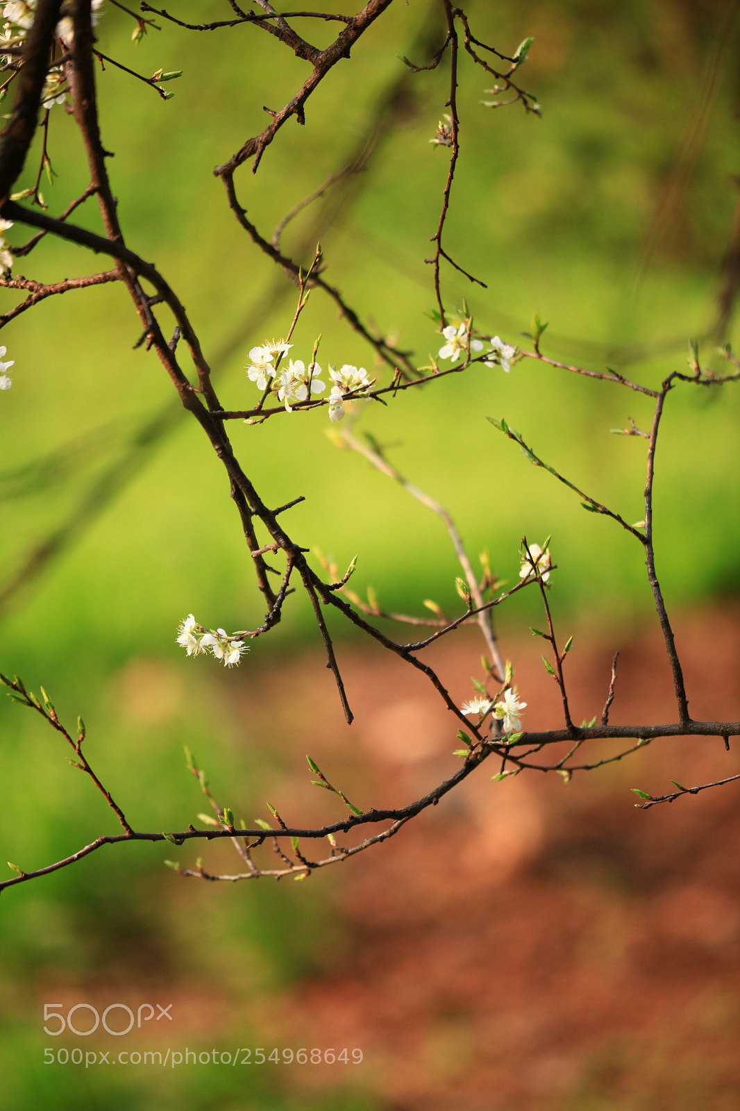 Canon EOS 5D Mark II sample photo. 副本 photography