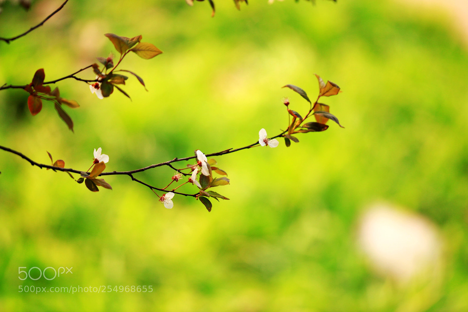 Canon EOS 5D Mark II sample photo. 副本 photography