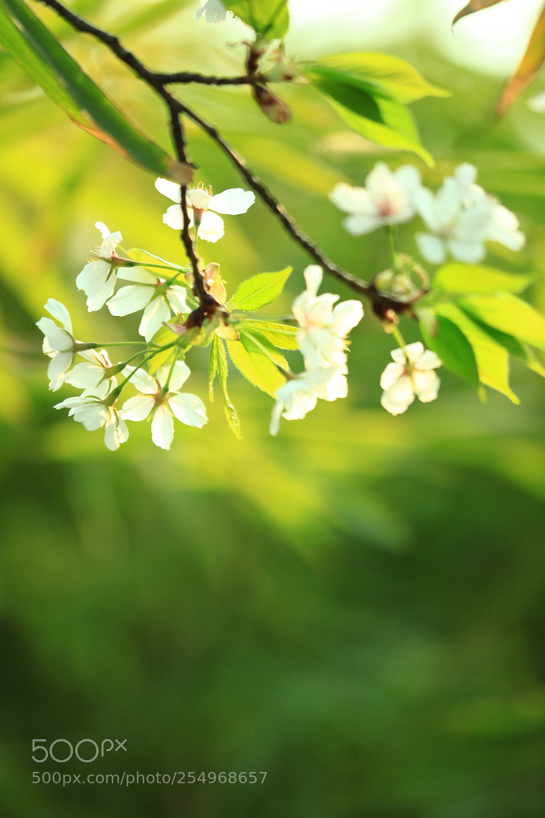 Canon EOS 5D Mark II sample photo. 副本 photography